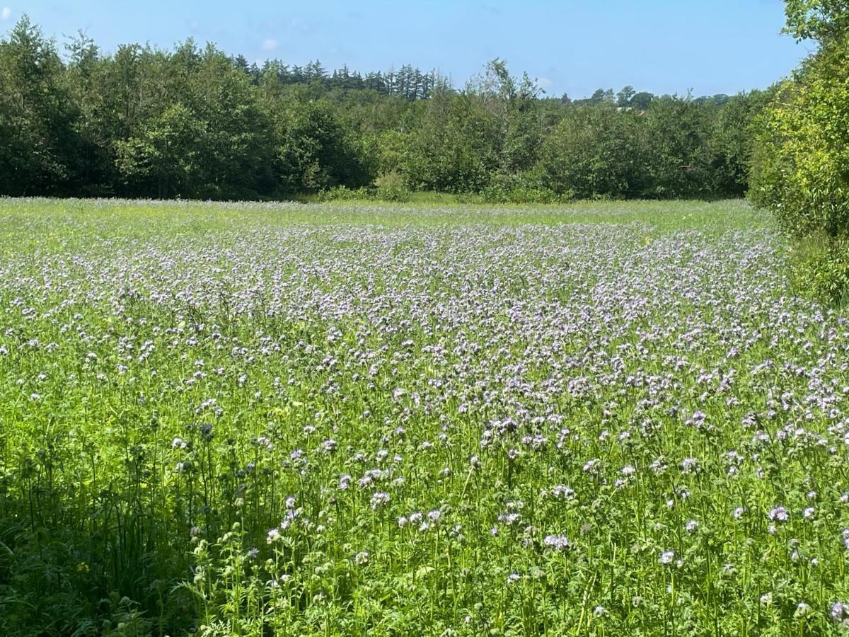 Korsholt-Natur B-B Sindal Bagian luar foto